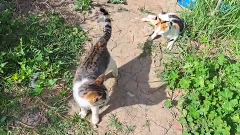 A male cat mates with a Pregnant Cat