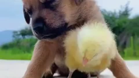 So sweet dog and chick frends video