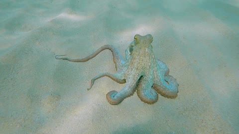 Octopus Climbs on Camera