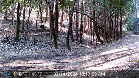 Herd of Deer Startled by Something (Bobcat?)