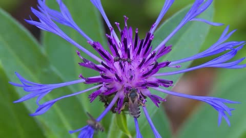 ants and bees drinking nector from cornflower