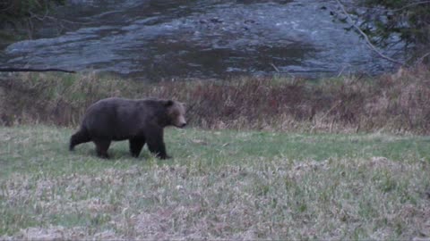 Grizzly standing in the rain