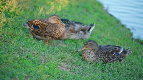 Close up family of beautiful ducks sleeping on green grass on lake shore