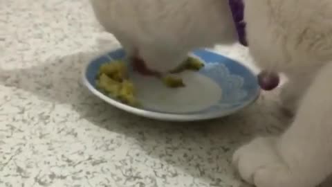 Dinner of my cat