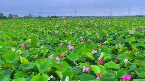 Go to a place full of lotus flowers