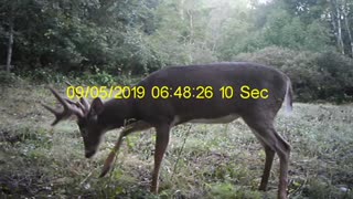 Early Rut?