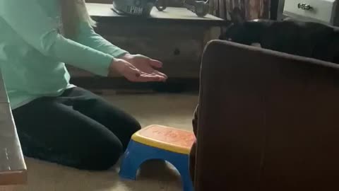 Puppy learns to jump off chair