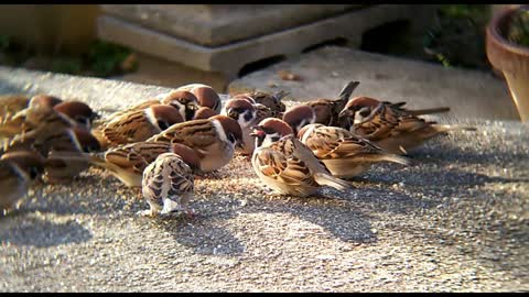 Watch young birds eating up close with great music