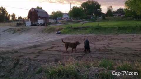 Graham Family Farm: Tilling and Dogs