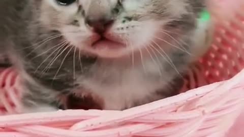 Best Funny Cat video2021