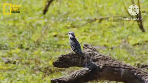 Predators attack, wildlife documentory