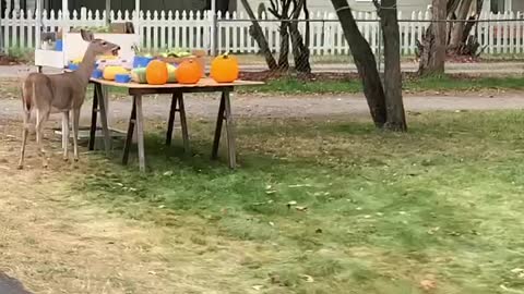 Deer Does Dine and Dash at Fruit Stand