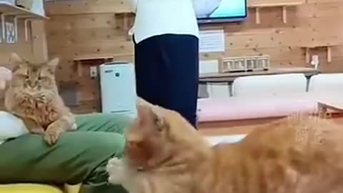 Cat acting