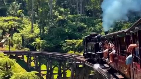 Watch: Open Cabin Train Ride Through the Forest—A Scenic Journey! 🚂🌲