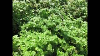 Soothing Fire Cider Chat Lemon Balm September 2021