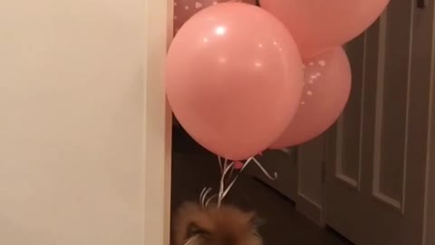 Fluffy brown dog being lifted up by pink balloons