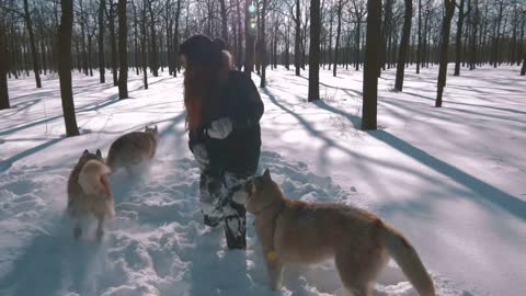 Young woman sitting and patting siberian husky dogs in snow forest