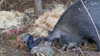 Sow Makes a Farrowing Nest