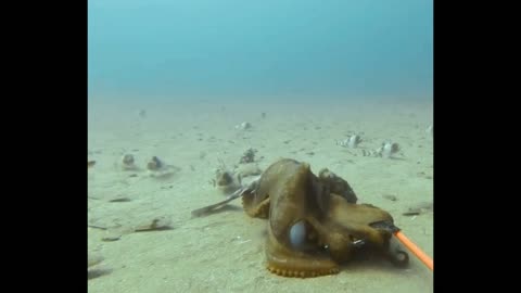 Dinner at the bottom of the sea