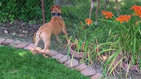 Deer Squares Up with Dog at Fence