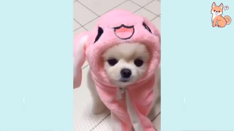 Angry - Funny Dogs of TikTok 😮 - angry Pet videos 😱