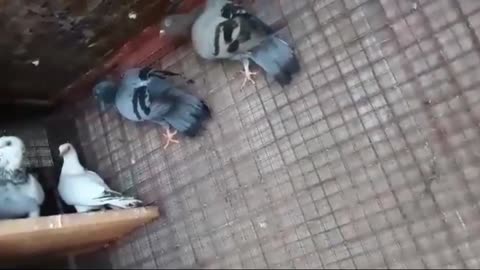 cute pigeons in kuudu