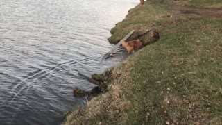 My dog loves to walk on the lake