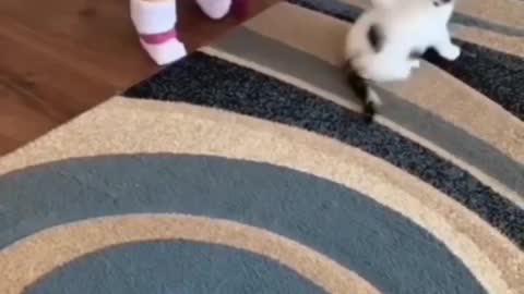 Little Girl Have The Cutest Relationship With Her Cats