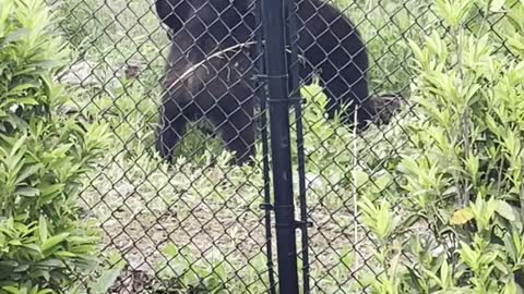 Bears Wrestle Around