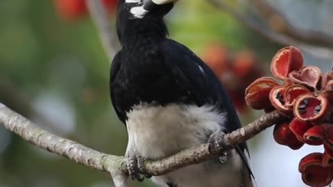 Hornbill feeding fruit