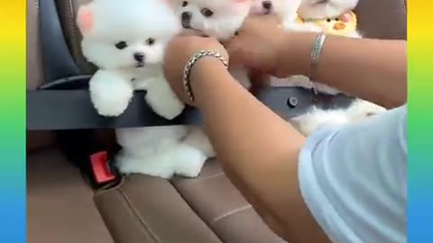 Cute and fanny dog video complia sort