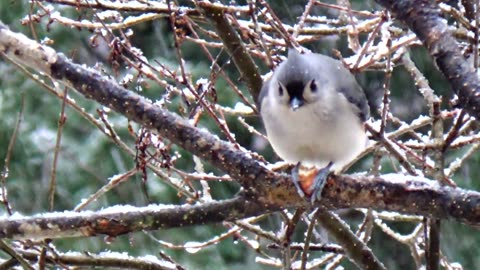 Tufted Titmouse