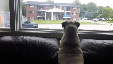 Scarecrow Plays with Pug