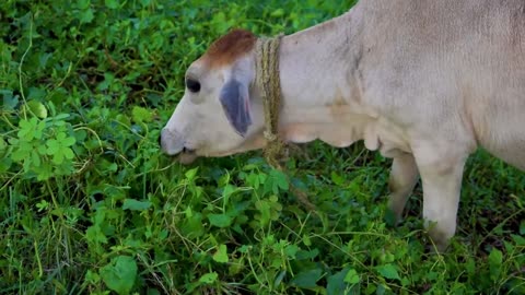 Brown cow eating grass