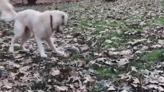 Dog has precious reaction when introduced to pet hedgehog