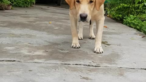 Labrador reacts to the movement