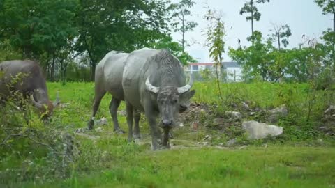 OMG! Hyenas Really Want To Save Impala From Leopard Hunting – King Hyena Steal Prey of Leopard