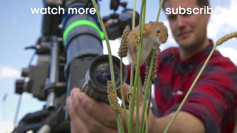 Young Eagle Flies for the First Time | BBC Earth