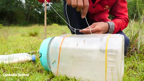 DIY Bird Trap Using Plastic Bottle