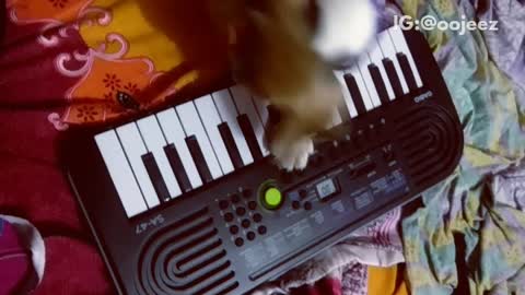 Small white brown dog steps on keyboard on bed