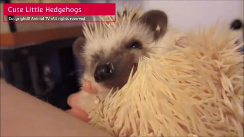 Cute Little Hedgehogs