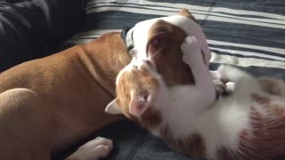 Cachorro y gatito comparten un momento conmovedor juntos