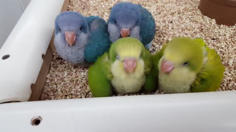 Baby Quaker Parrots