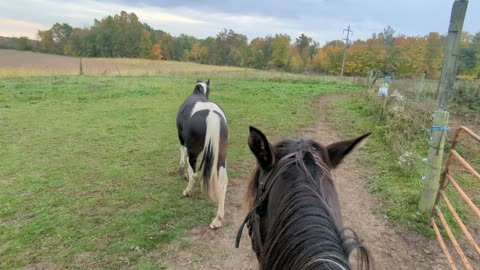 Preparation for ponying - controlling movement via low stress herding - 19 Oct 2023