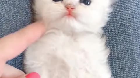 Just a Tiny Snowball Kitten Cuteness