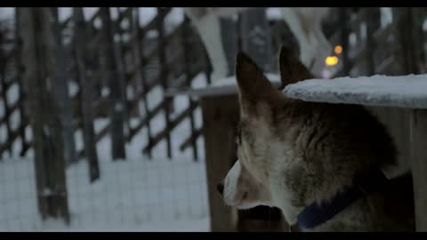 Sled type husky dogs in open-air cage, winter view. Alarmed animals looking somewhere