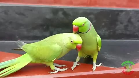 Parrot's Best Videos ##pets video