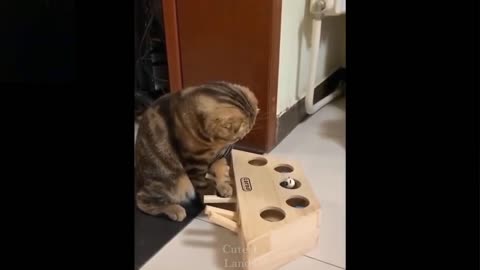 Confused Cat on this Toy😁