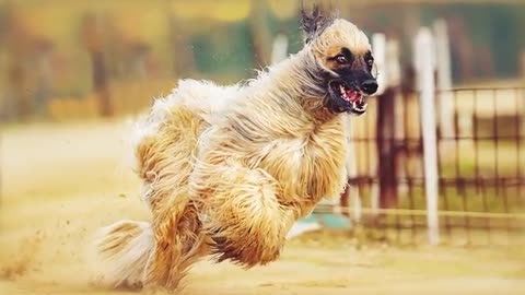 10 most popular Dogs that Runs faster than Usain Bolt.