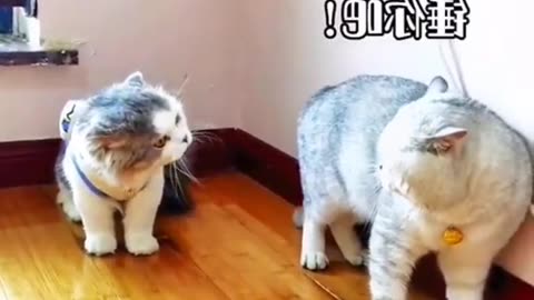 Funny cat video compilation